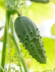 Image showing green cucumber hanging in greenhouse