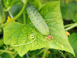 Image showing small cucumber lying on the leaf