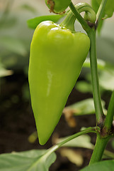 Image showing Single green sweet pepper in greenhouse