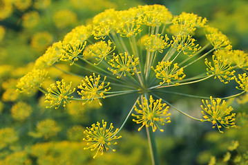 Image showing Dill. Umbelliferous aromatic Eurasian plant