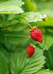 Image showing bush of strawberries