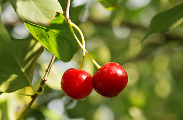 Image showing couple of cherry