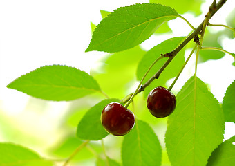 Image showing couple of cherry