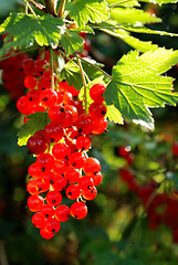 Image showing cluster of mellow red currant