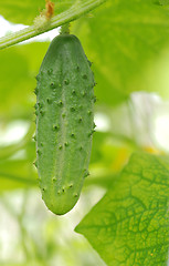 Image showing Single green cucumber in greenhouse