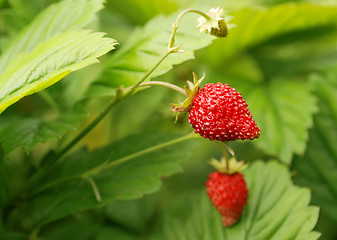 Image showing strawberry bush