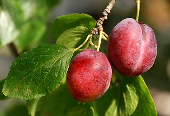 Image showing Couple of plum on tree branch. Horizontal