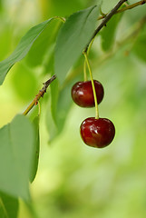 Image showing couple of cherry