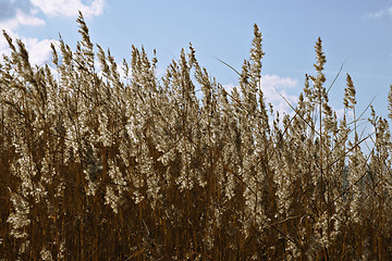 Image showing Dry grass in backlight