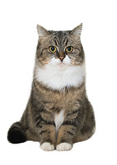 Image showing Sitting cat