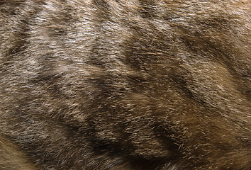 Image showing Cat fur texture