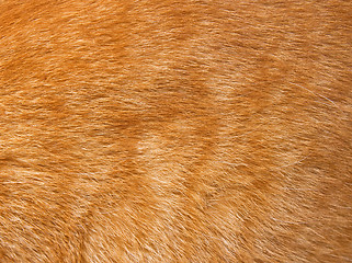 Image showing Cat fur texture