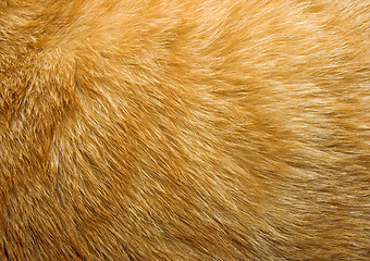 Image showing Cat fur texture