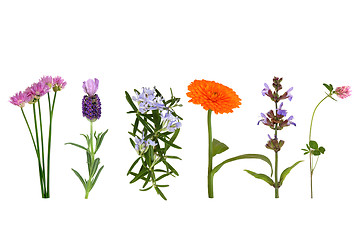 Image showing Herbs in Flower