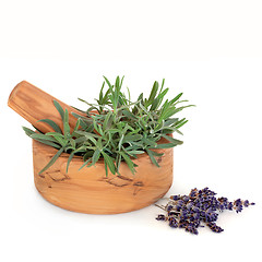 Image showing Lavender Herb