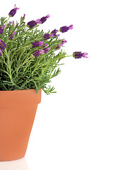 Image showing Lavender Herb Plant