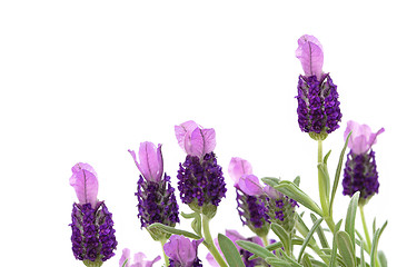 Image showing Lavender Herb Flowers