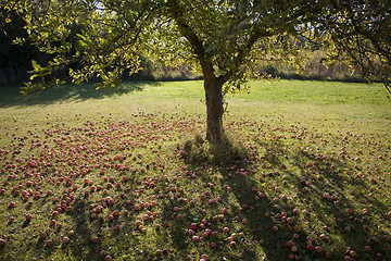 Image showing Apple tree