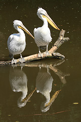 Image showing pelicans