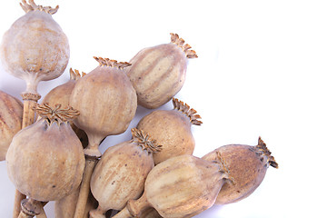 Image showing poppy heads