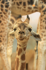 Image showing young giraffe