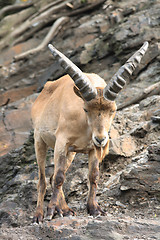 Image showing chamois