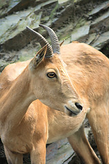 Image showing chamois