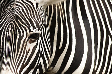 Image showing zebra texture