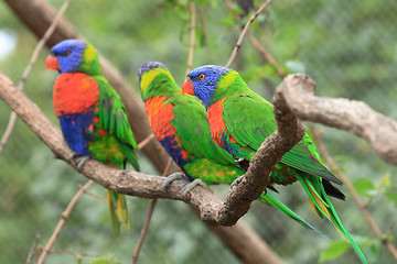 Image showing color parrots