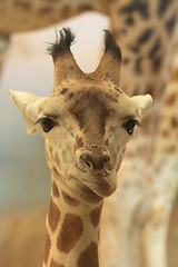 Image showing young giraffe