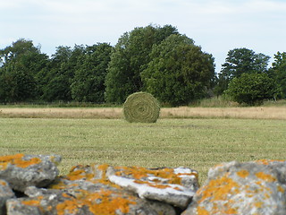 Image showing Rolled up hay