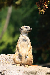Image showing suricatta