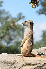 Image showing suricatta