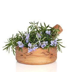 Image showing Fresh Rosemary Herb