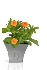 Image showing Marigold Flowers