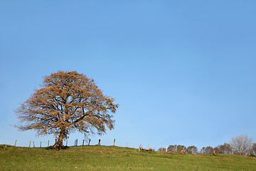 Image showing Sycamore Tree in Autumn