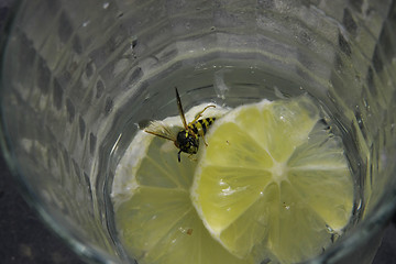 Image showing Wasps like martini also.