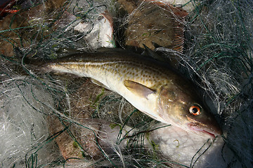 Image showing Baltic sea cod.