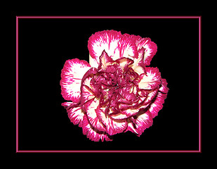 Image showing Pink carnation