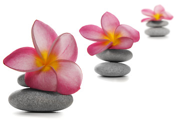 Image showing Flowers and Pebbles