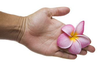 Image showing Handshake with Pink Flower