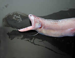 Image showing lizardfish or Bombay duck