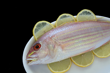 Image showing golden threadfin fish