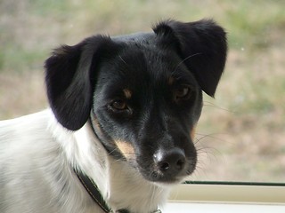 Image showing Fox Terrier