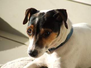 Image showing Fox Terrier