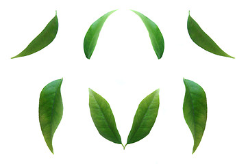 Image showing green leaves