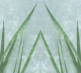 Image showing green leaf blades