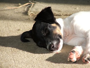 Image showing Fox Terrier Puppy