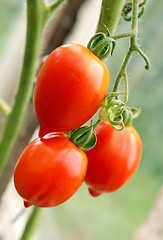 Image showing Bunch of ripe tomatoes