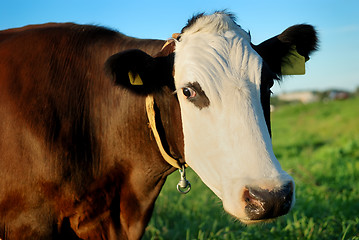 Image showing brown cow with white muzzle
